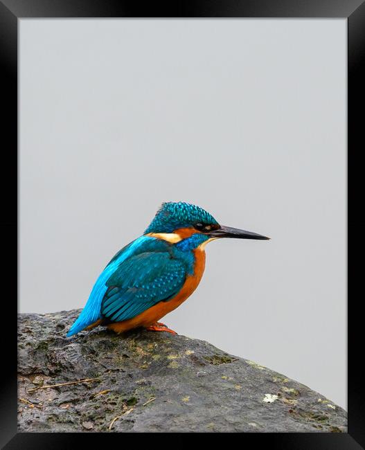 Kingfisher Portrait Framed Print by Tracey Turner