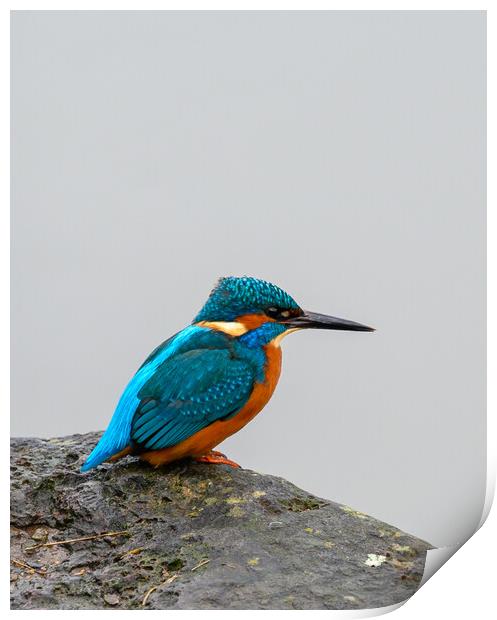 Kingfisher Portrait Print by Tracey Turner