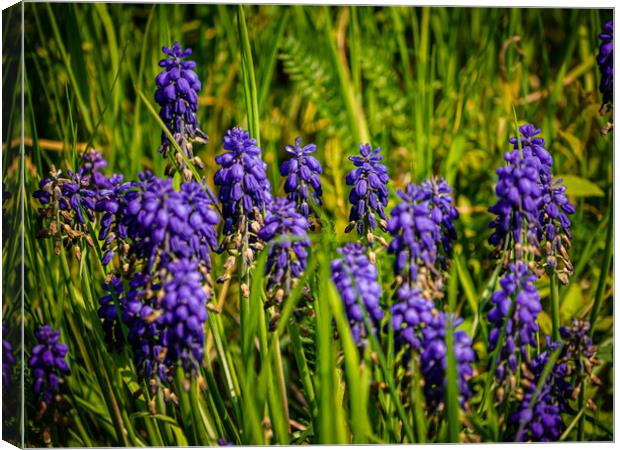 Grape hyacinth Canvas Print by Gerry Walden LRPS