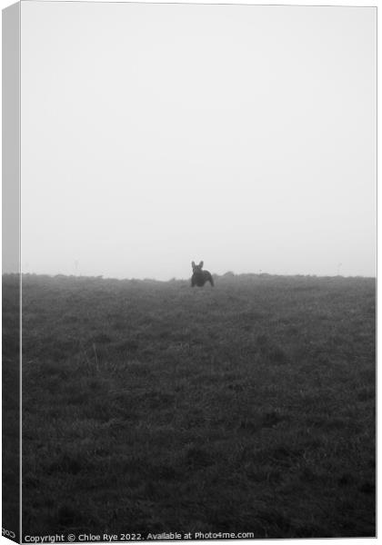 French Bulldog in fog Canvas Print by Chloe Rye