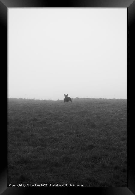 French Bulldog in fog Framed Print by Chloe Rye