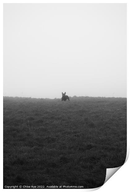 French Bulldog in fog Print by Chloe Rye