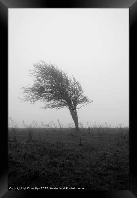 Tree in wind in Brighton Framed Print by Chloe Rye