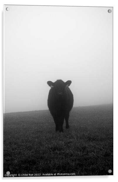 Cow in the fog in Brighton Acrylic by Chloe Rye