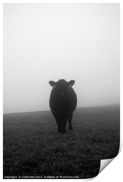 Cow in the fog in Brighton Print by Chloe Rye
