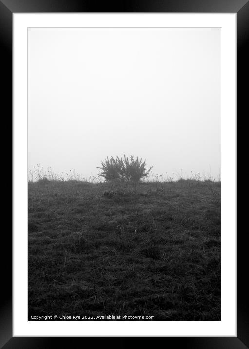 A plant in the fog at Devils Dyke in Brighton Framed Mounted Print by Chloe Rye