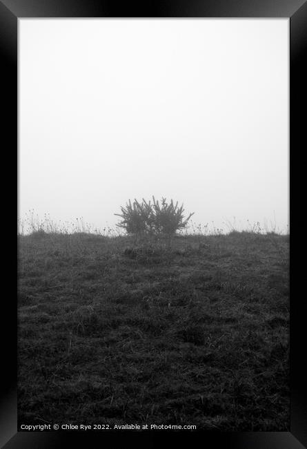 A plant in the fog at Devils Dyke in Brighton Framed Print by Chloe Rye