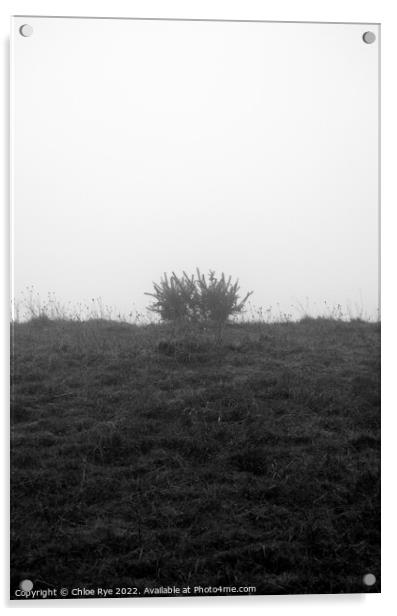 A plant in the fog at Devils Dyke in Brighton Acrylic by Chloe Rye