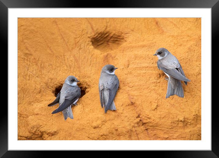 Sand Martins in Bird Colony Framed Mounted Print by Arterra 
