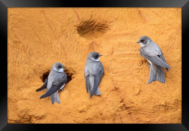 Sand Martins in Bird Colony Framed Print by Arterra 