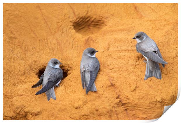 Sand Martins in Bird Colony Print by Arterra 
