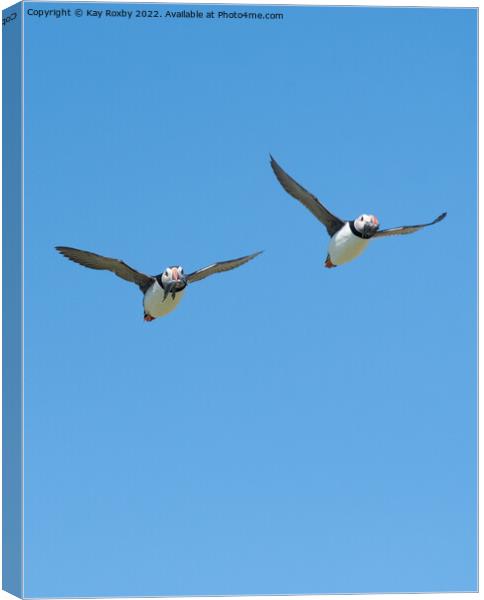 puffins returning with sandeels Canvas Print by Kay Roxby