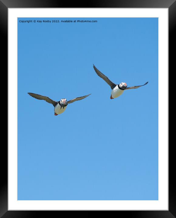 puffins returning with sandeels Framed Mounted Print by Kay Roxby