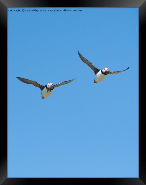 puffins returning with sandeels Framed Print by Kay Roxby