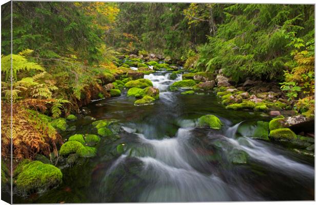 Stream in Autumn Forest Canvas Print by Arterra 