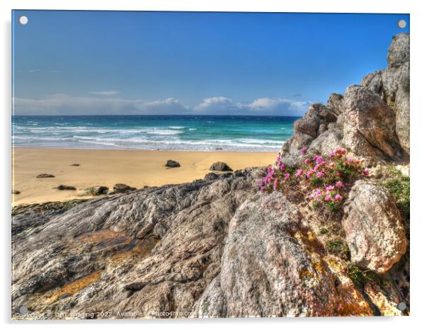 Thrift Flowers At Hough bay Isle Of Coll Inner Hebridean Islands Scotland Acrylic by OBT imaging