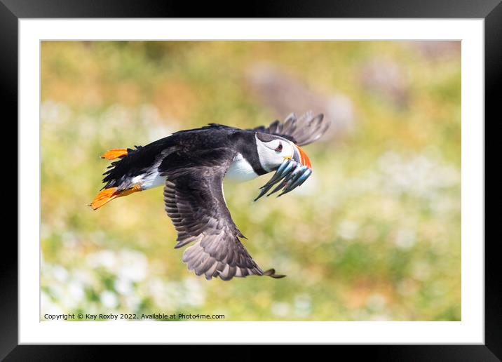 Atlantic Puffin flying with beak full of sand eels Framed Mounted Print by Kay Roxby