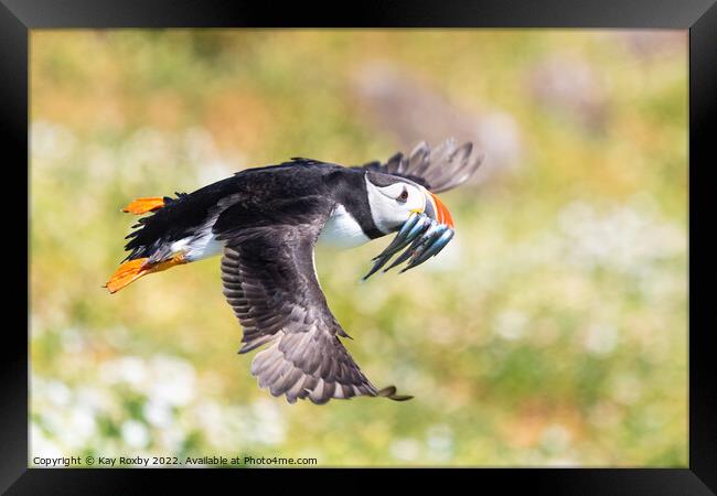 Atlantic Puffin flying with beak full of sand eels Framed Print by Kay Roxby