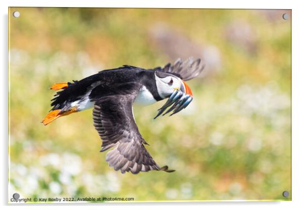 Atlantic Puffin flying with beak full of sand eels Acrylic by Kay Roxby