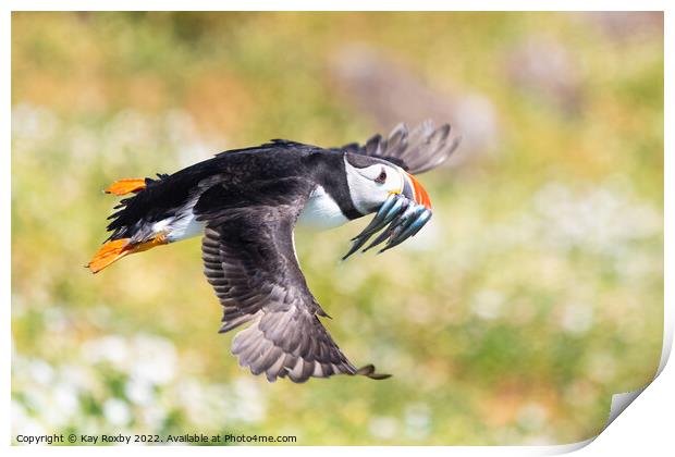Atlantic Puffin flying with beak full of sand eels Print by Kay Roxby