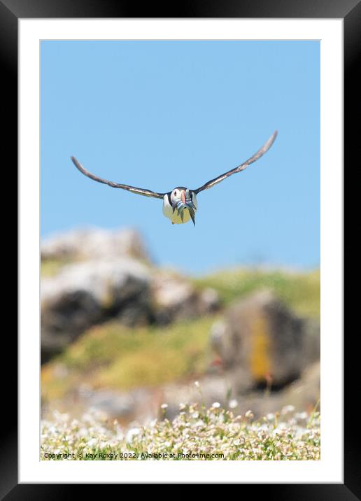puffin flying to burrow Framed Mounted Print by Kay Roxby
