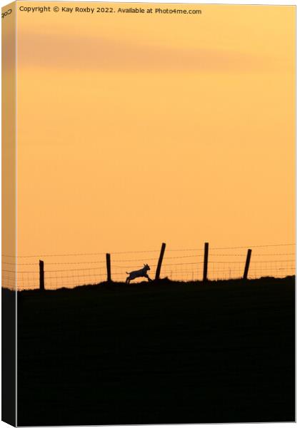 lamb running at sunset Canvas Print by Kay Roxby