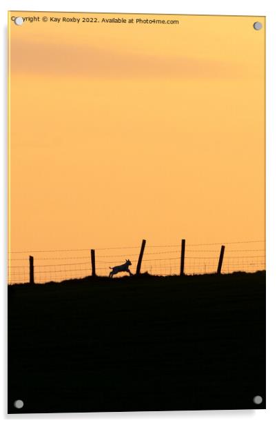 lamb running at sunset Acrylic by Kay Roxby