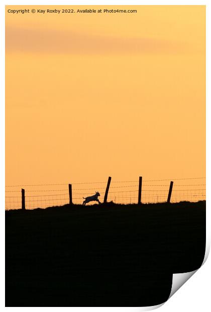 lamb running at sunset Print by Kay Roxby