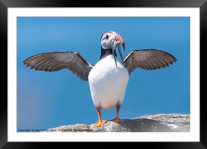 Atlantic Puffin with wings outstretched Framed Mounted Print by Kay Roxby
