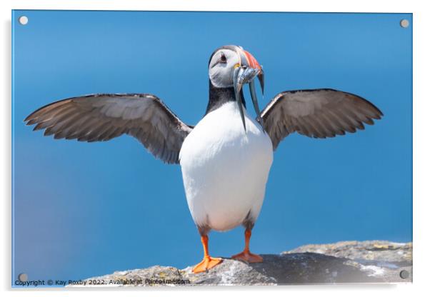 Atlantic Puffin with wings outstretched Acrylic by Kay Roxby