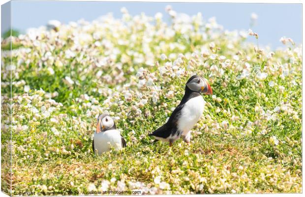 Atlantic Puffins outside burrow Canvas Print by Kay Roxby