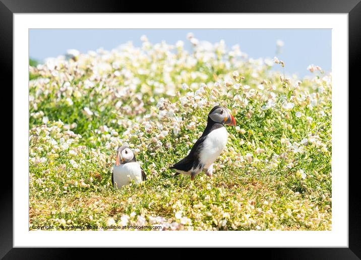 Atlantic Puffins outside burrow Framed Mounted Print by Kay Roxby