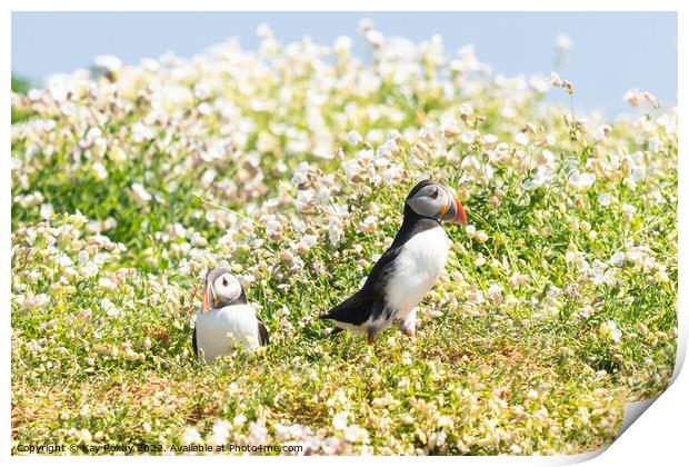 Atlantic Puffins outside burrow Print by Kay Roxby