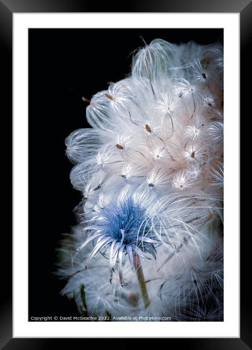 A vision in blue Framed Mounted Print by David McGeachie