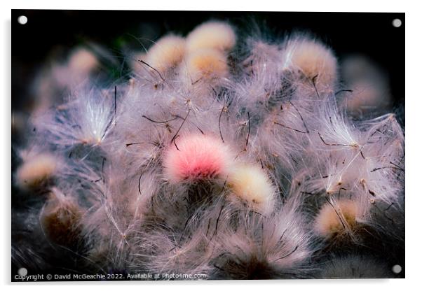 Pink Fluffy Thistle Acrylic by David McGeachie