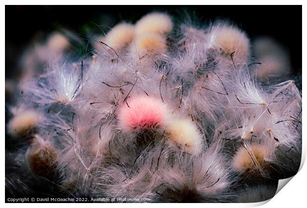 Pink Fluffy Thistle Print by David McGeachie