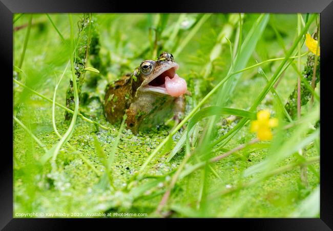 Common Frog tongue Framed Print by Kay Roxby