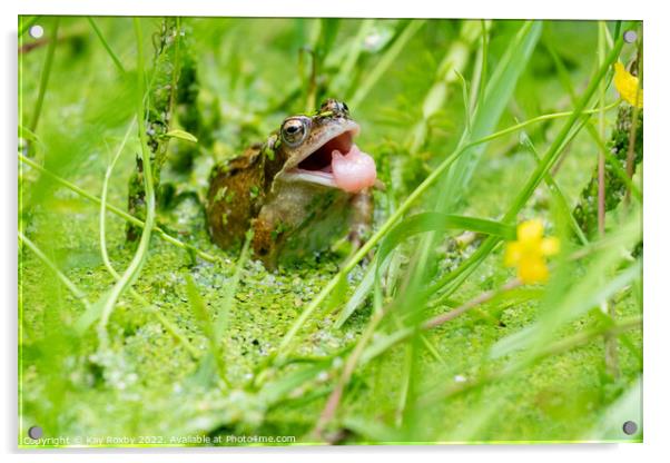 Common Frog tongue Acrylic by Kay Roxby
