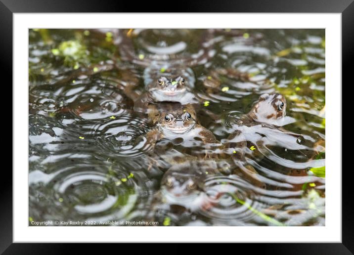 Common frogs in the rain Framed Mounted Print by Kay Roxby