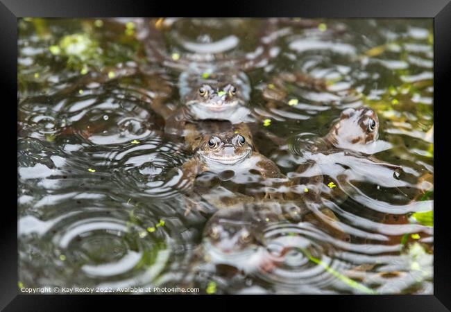 Common frogs in the rain Framed Print by Kay Roxby
