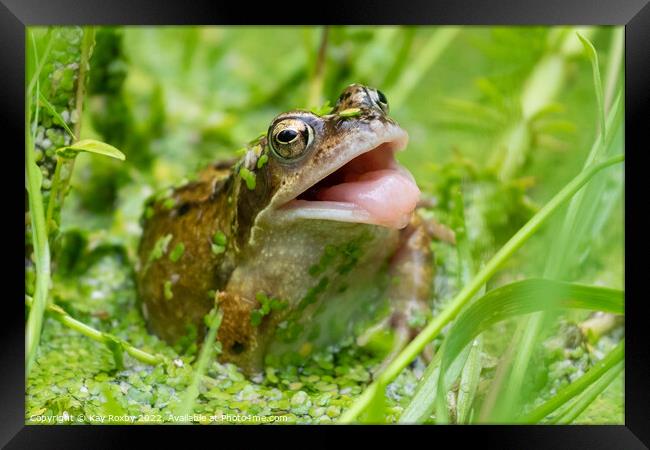 Common frog trying to catch insects in garden pond - UK Framed Print by Kay Roxby