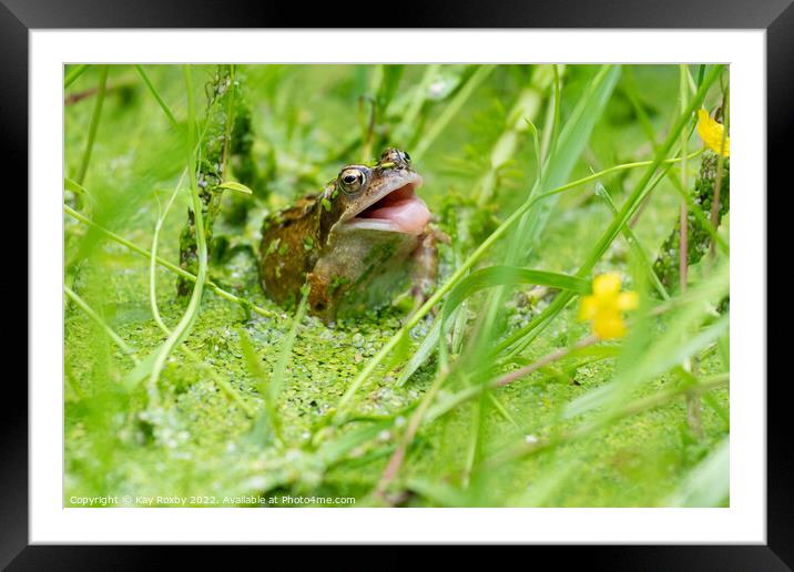 Common frog trying to catch insects in garden pond - UK Framed Mounted Print by Kay Roxby