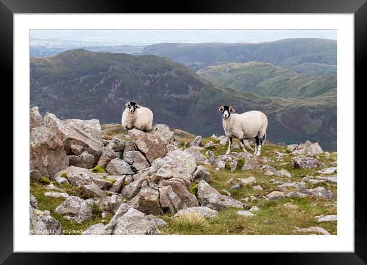 Swaledale Sheep Lake District Framed Mounted Print by Kay Roxby