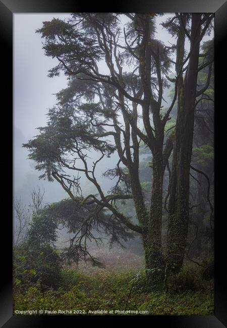 Fog in the forest Framed Print by Paulo Rocha