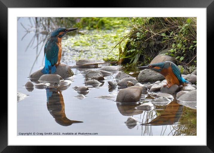 Kingfishers Framed Mounted Print by Craig Smith