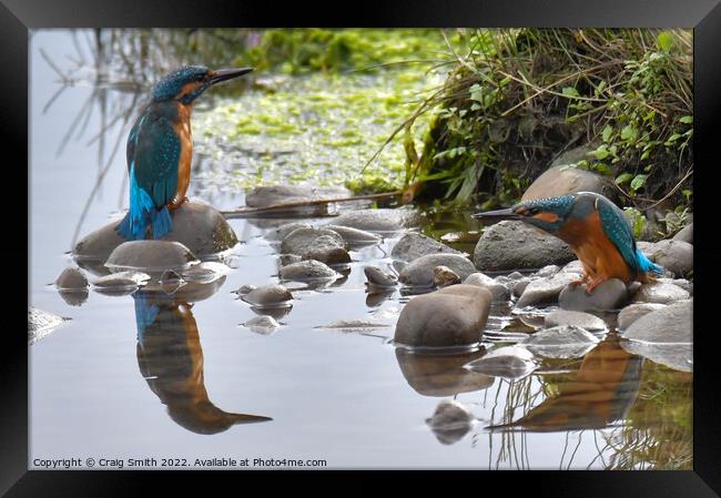 Kingfishers Framed Print by Craig Smith