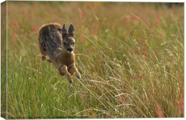 Roe Deer gliding through field Canvas Print by Craig Smith