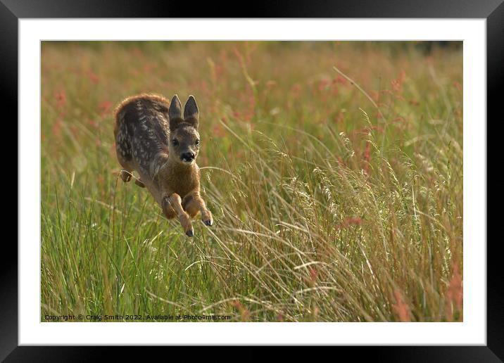 Roe Deer gliding through field Framed Mounted Print by Craig Smith