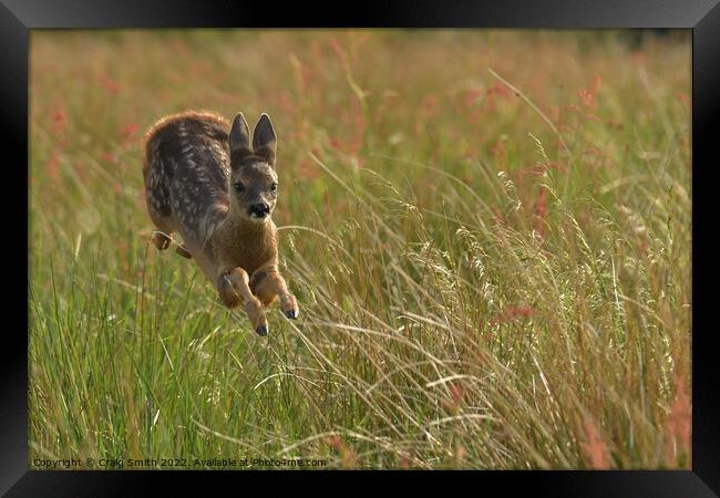 Roe Deer gliding through field Framed Print by Craig Smith