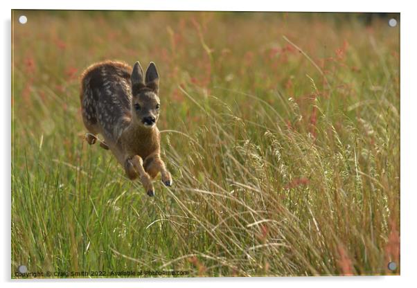 Roe Deer gliding through field Acrylic by Craig Smith